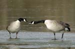 Bernache_du_Canada_Bois_de_Vincennes_Lac_Daumesnil_1mars2005_FE52475