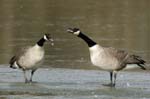 Bernache_du_Canada_Bois_de_Vincennes_Lac_Daumesnil_1mars2005_FE52478