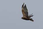 Busard_des_roseaux_femelle_LeTeich_Parc_ornithologique_Septembre2006_JN63631