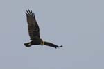 Busard_des_roseaux_femelle_LeTeich_Parc_ornithologique_Septembre2006_JN63681
