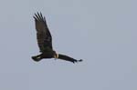 Busard_des_roseaux_femelle_LeTeich_Parc_ornithologique_Septembre2006_JN63681b