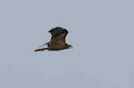 Busard_des_roseaux_femelle_LeTeich_Parc_ornithologique_Septembre2006_JN63684