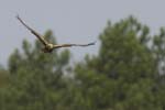 Busard_des_roseaux_femelle_LeTeich_Parc_ornithologique_Septembre2006_JN63950