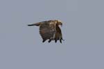 Busard_des_roseaux_femelle_LeTeich_Parc_ornithologique_Septembre2006_JN63952
