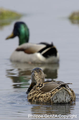 Canard-colvert_LeTeich_Parc_Ornithologique_avril2006__MR64556