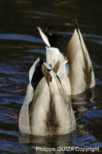 Canard_Colvert_Bois_Vincennes_Lac_Minimes_12mars2006_MR65400