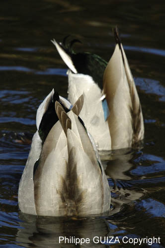 Canard_Colvert_Bois_Vincennes_Lac_Minimes_12mars2006_MR65401