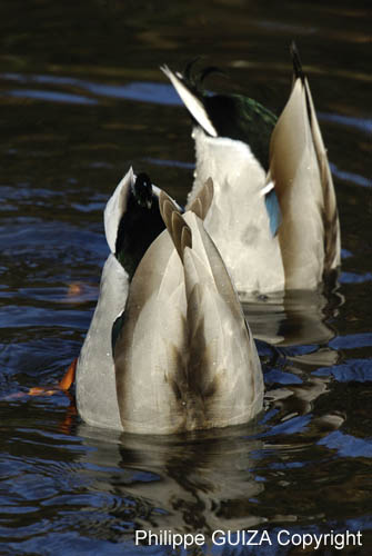 Canard_Colvert_Bois_Vincennes_Lac_Minimes_12mars2006_MR65402