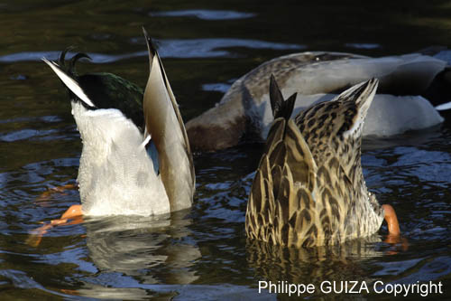 Canard_Colvert_Bois_Vincennes_Lac_Minimes_12mars2006_MR65403