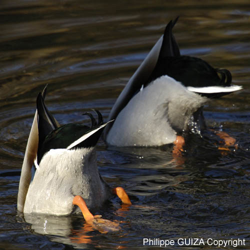 Canard_Colvert_Bois_Vincennes_Lac_Minimes_12mars2006_MR65405