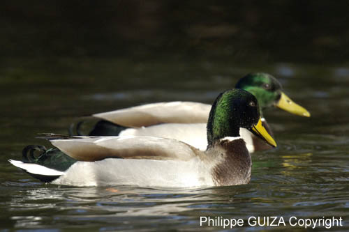 Canard_Colvert_Bois_Vincennes_Lac_Minimes_13mars2006_MR66413