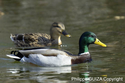 Canard_Colvert_Bois_Vincennes_Lac_Minimes_13mars2006_MR66414