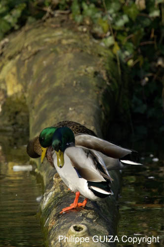 Canard_Colvert_Bois_Vincennes_Lac_Minimes_16mars2006_MR66896