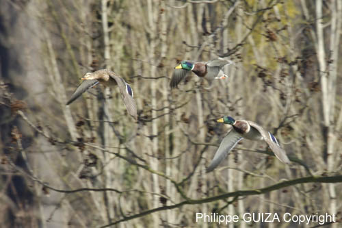 Canard_Colvert_Bois_Vincennes_Lac_Minimes_2mars2006__FE63958