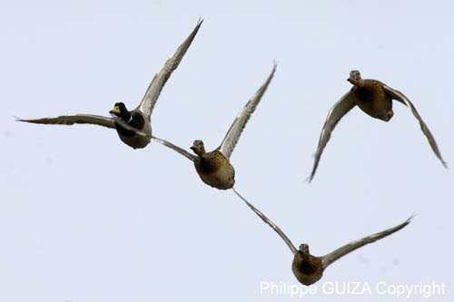 Canard_colvert_LeTeich_Parc_Ornithologique_Septembre2007_JN63994