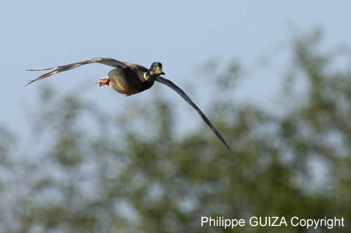 Canard_colvert_LeTeich_Parc_Ornithologique_mai2006_MI66642