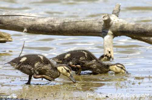 Canard_colvert_LeTeich_Parc_Ornithologique_mai2006_MI67394