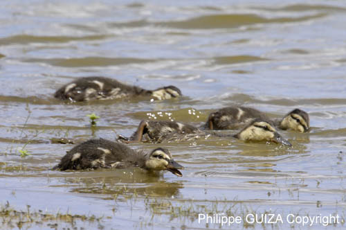 Canard_colvert_LeTeich_Parc_Ornithologique_mai2006_MI67395