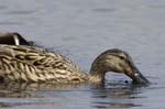 Canard-colvert_LeTeich_Parc_Ornithologique_avril2006__MR64504