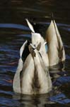 Canard_Colvert_Bois_Vincennes_Lac_Minimes_12mars2006_MR65400