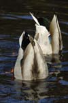 Canard_Colvert_Bois_Vincennes_Lac_Minimes_12mars2006_MR65402
