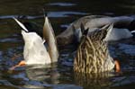 Canard_Colvert_Bois_Vincennes_Lac_Minimes_12mars2006_MR65403