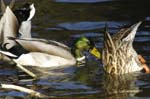 Canard_Colvert_Bois_Vincennes_Lac_Minimes_12mars2006_MR65404