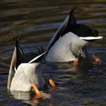 Canard_Colvert_Bois_Vincennes_Lac_Minimes_12mars2006_MR65405
