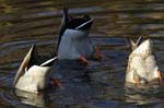 Canard_Colvert_Bois_Vincennes_Lac_Minimes_12mars2006_MR65406