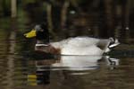 Canard_Colvert_Bois_Vincennes_Lac_Minimes_12mars2006_MR65551