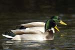 Canard_Colvert_Bois_Vincennes_Lac_Minimes_13mars2006_MR66413
