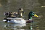 Canard_Colvert_Bois_Vincennes_Lac_Minimes_13mars2006_MR66414