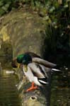 Canard_Colvert_Bois_Vincennes_Lac_Minimes_16mars2006_MR66896