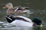 Canard_Colvert_Bois_Vincennes_Lac_Minimes_2mars2006_FE64191