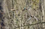 Canard_Colvert_Bois_Vincennes_Lac_Minimes_2mars2006__FE63958