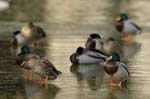 Canard_colvert_Bois_de_Vincennes_Lac_Daumesnil_1mars2005_FE52667