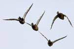 Canard_colvert_LeTeich_Parc_Ornithologique_Septembre2007_JN63994