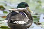 Canard_colvert_LeTeich_Parc_Ornithologique_Septembre2007_JN65503