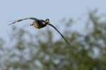 Canard_colvert_LeTeich_Parc_Ornithologique_mai2006_MI66642
