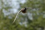 Canard_colvert_LeTeich_Parc_Ornithologique_mai2006_MI66643