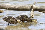 Canard_colvert_LeTeich_Parc_Ornithologique_mai2006_MI67394