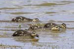Canard_colvert_LeTeich_Parc_Ornithologique_mai2006_MI67395