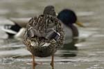 Canard_colvert_couple_Bois_de_Vincennes_Lac_Daumesnil_1mars2005_FE52940