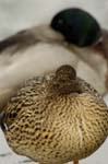 Canard_colvert_couple_Bois_de_Vincennes_Lac_Daumesnil_1mars2005_FE52966