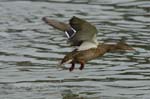 Canard_colvert_femelle_Bois_de_Vincennes_Lac_Daumesnil_1mars2005_FE52793