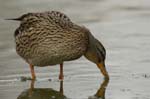 Canard_colvert_femelle_Bois_de_Vincennes_Lac_Daumesnil_1mars2005_FE52938