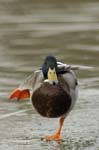 Canard_colvert_maleBois_de_Vincennes_Lac_Daumesnil_1mars2005_FE52899