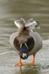 Canard_colvert_maleBois_de_Vincennes_Lac_Daumesnil_1mars2005_FE52910