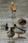 Canard_colvert_male_Bois_de_Vincennes_Lac_Daumesnil_1mars2005_FE52883