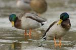 Canard_colvert_male_Bois_de_Vincennes_Lac_Daumesnil_1mars2005_FE52933